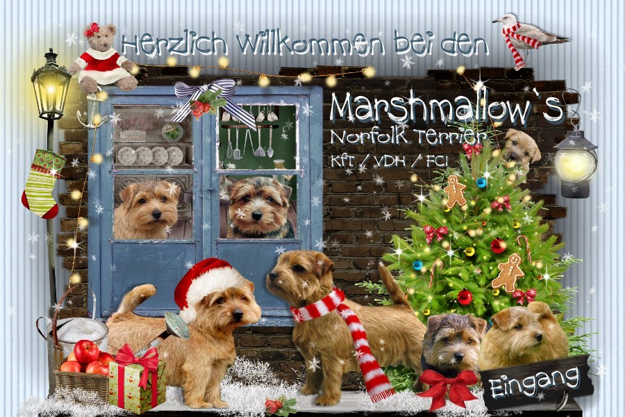- Frohe Weihnachten und herzlich Willkommen bei den Marshmallow s Norfolk Terriern
