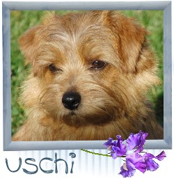 Uschi