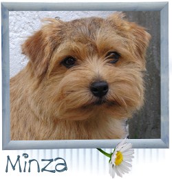 Minza