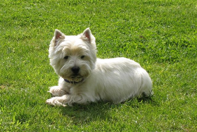 westie