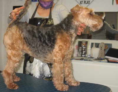 Polly hinterher klein