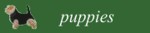 button puppies