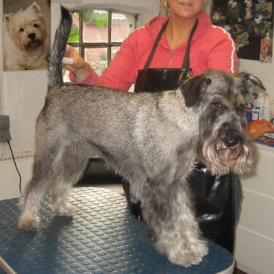 standardschnauzer