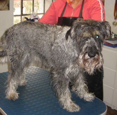 standard schnauzer