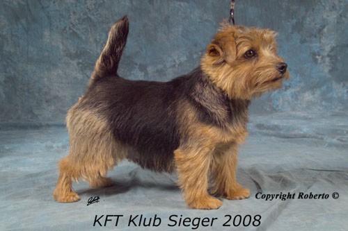 klubsieger2008