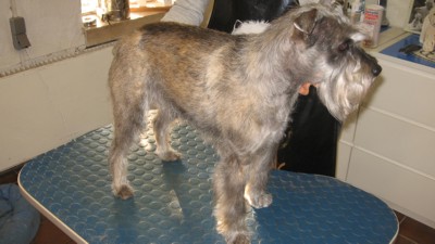 zwergschnauzer