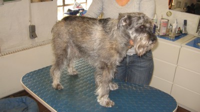zwergschnauzer