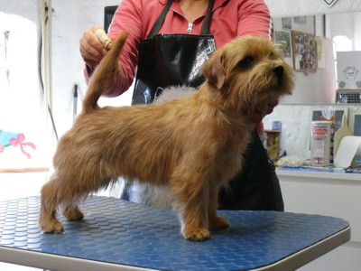 smartie hinterher klein