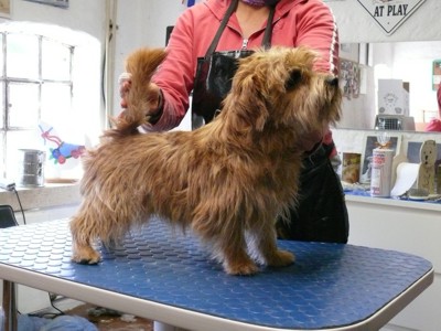 smartie vorher klein