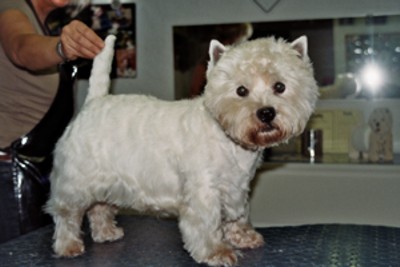 westie