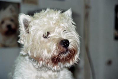 westie
